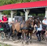 Lovas szakosztály-Kaposvári Állattenyésztési napok