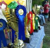 XVI. Marcali Lóki fogathajtó derby